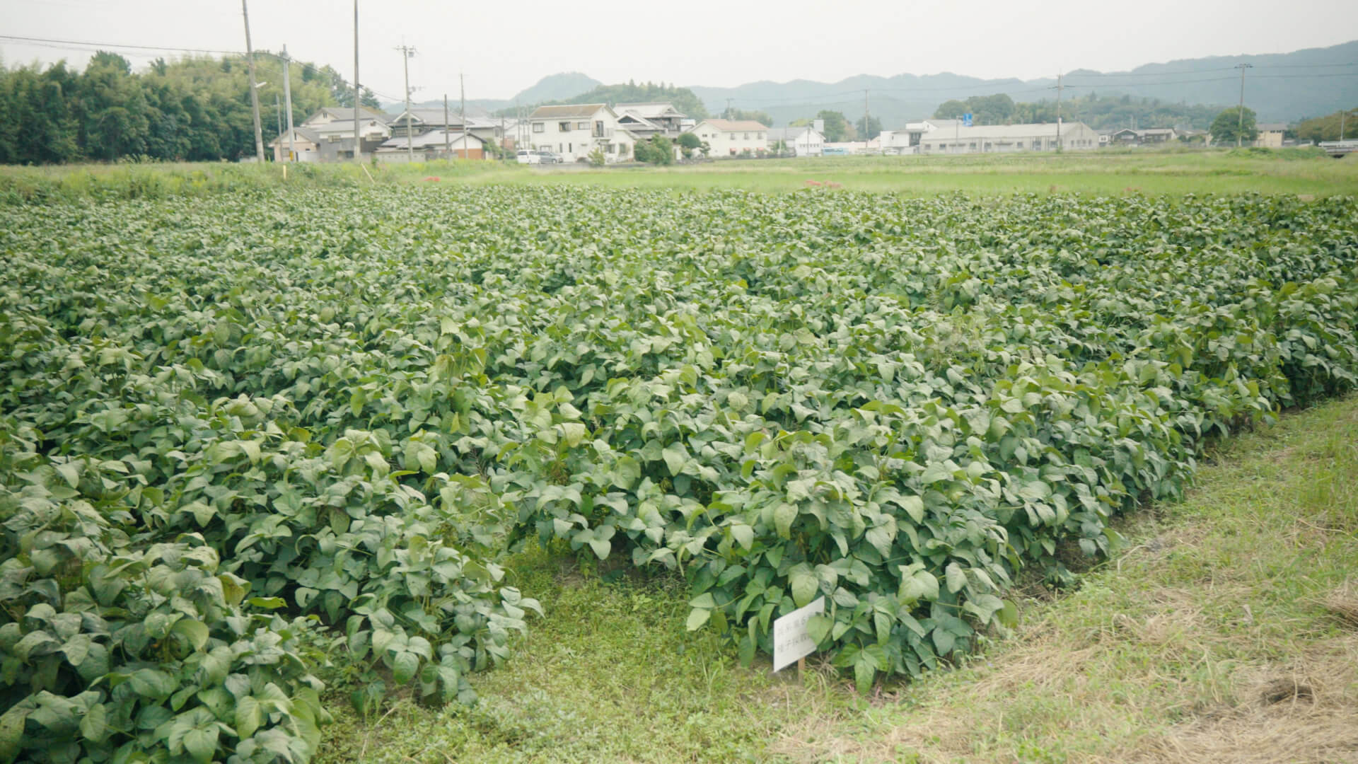 タマネギの選果作業