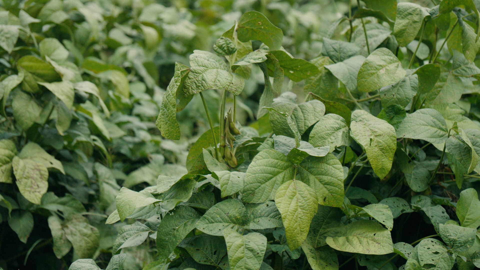 タマネギの収穫作業