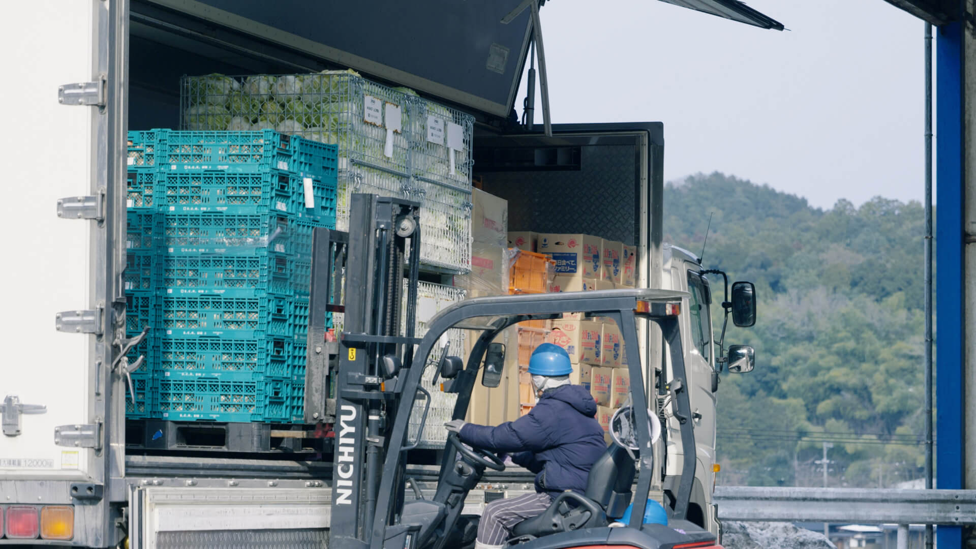 タマネギの収穫風景