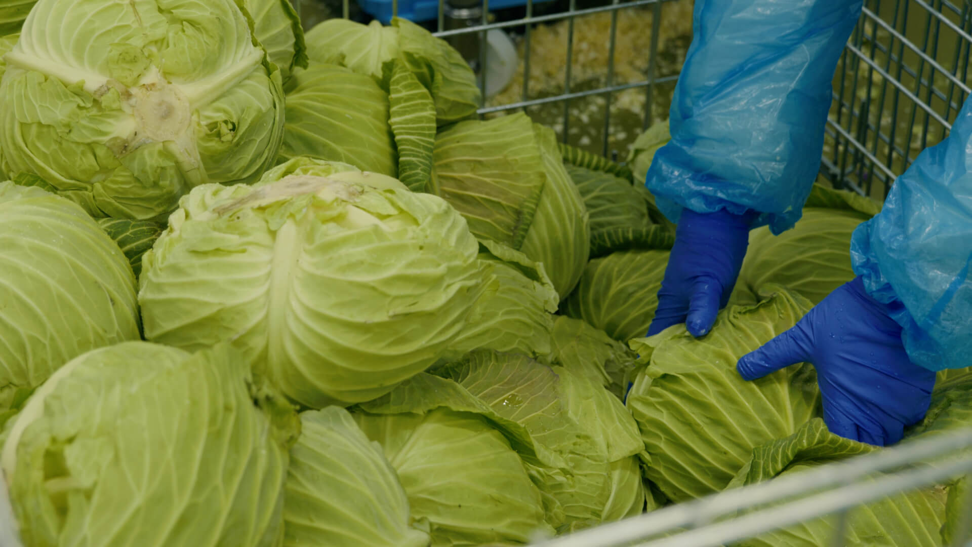 タマネギの選別作業の様子