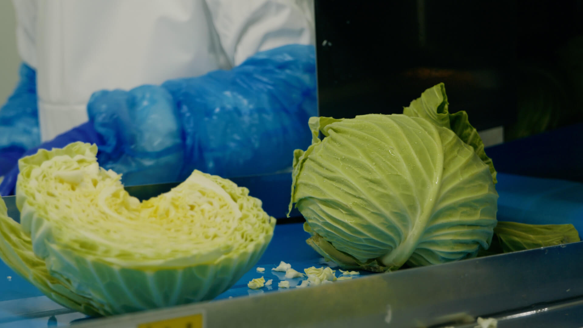 タマネギの収穫風景