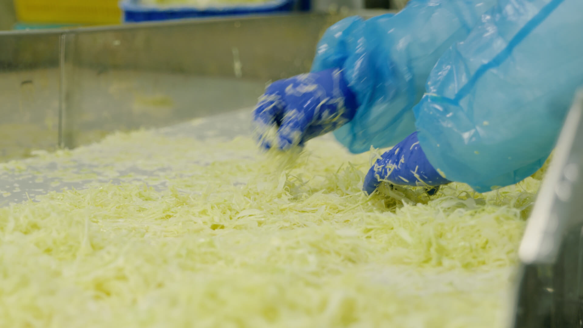 タマネギの選果作業