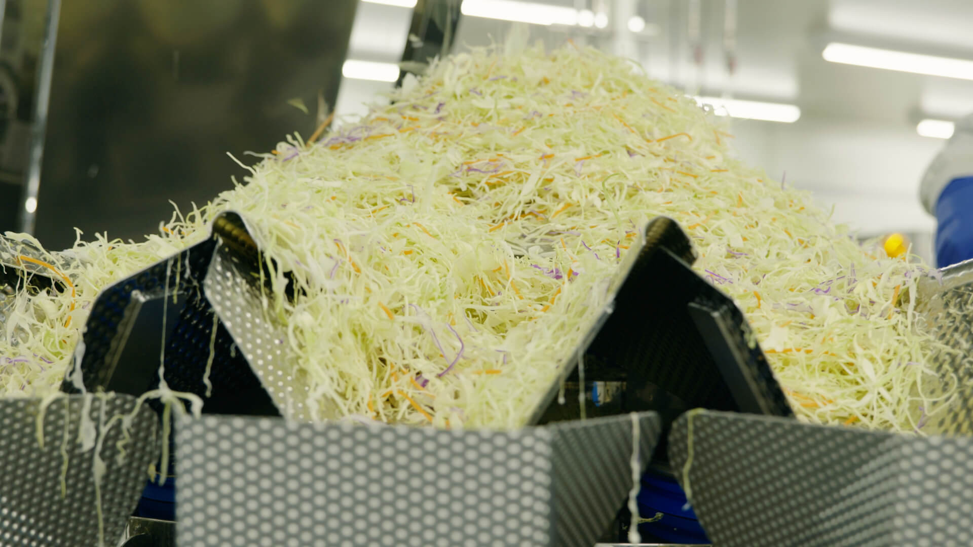 タマネギの収穫作業