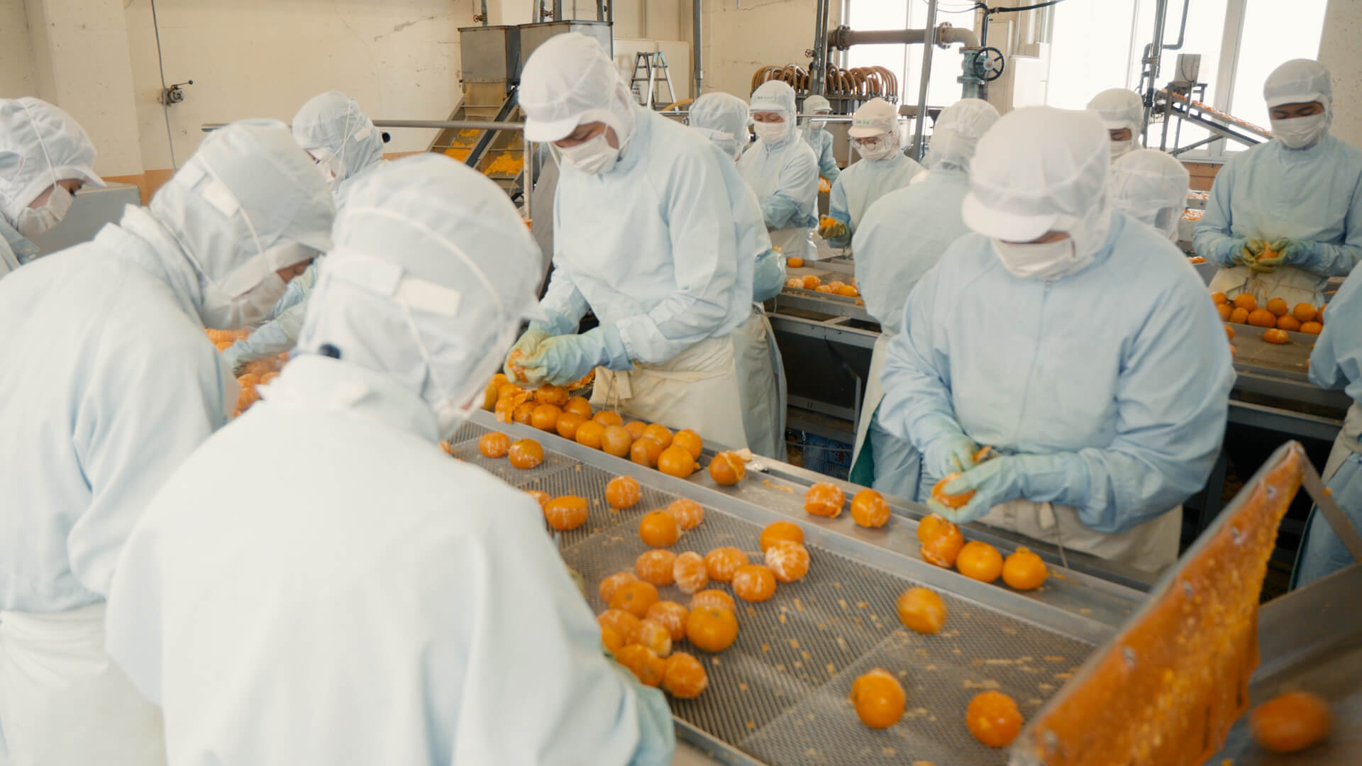 タマネギの選別作業の様子