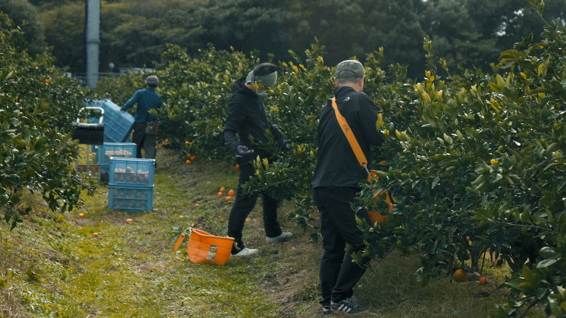 加工用タマネギの出荷作業