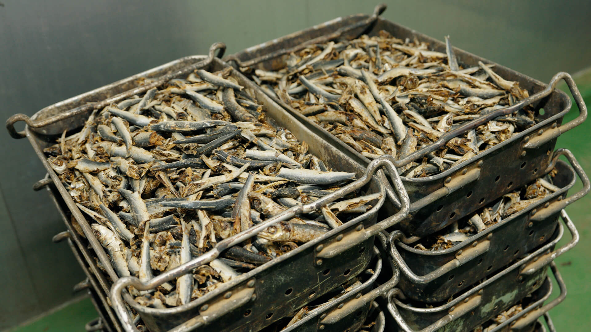 タマネギの収穫風景