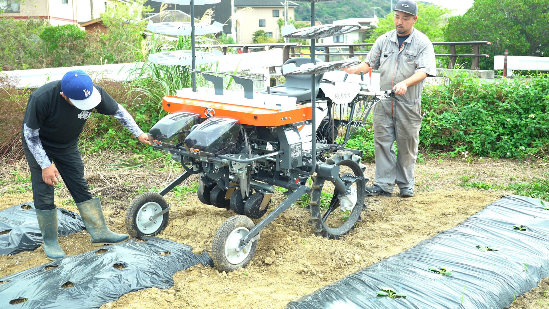 加工用タマネギの出荷作業