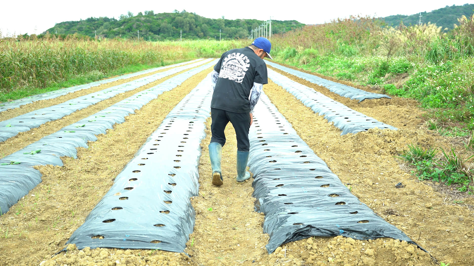 キャベツ畑の風景