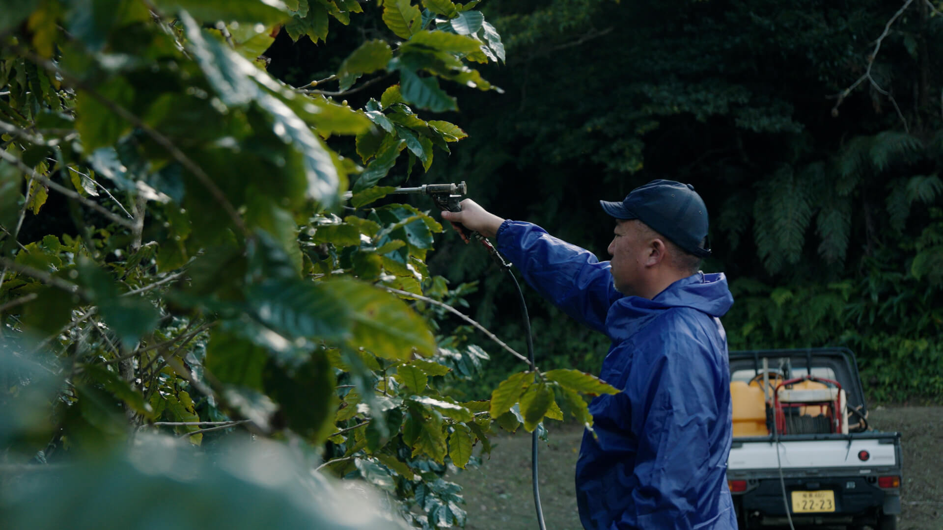 タマネギの収穫作業
