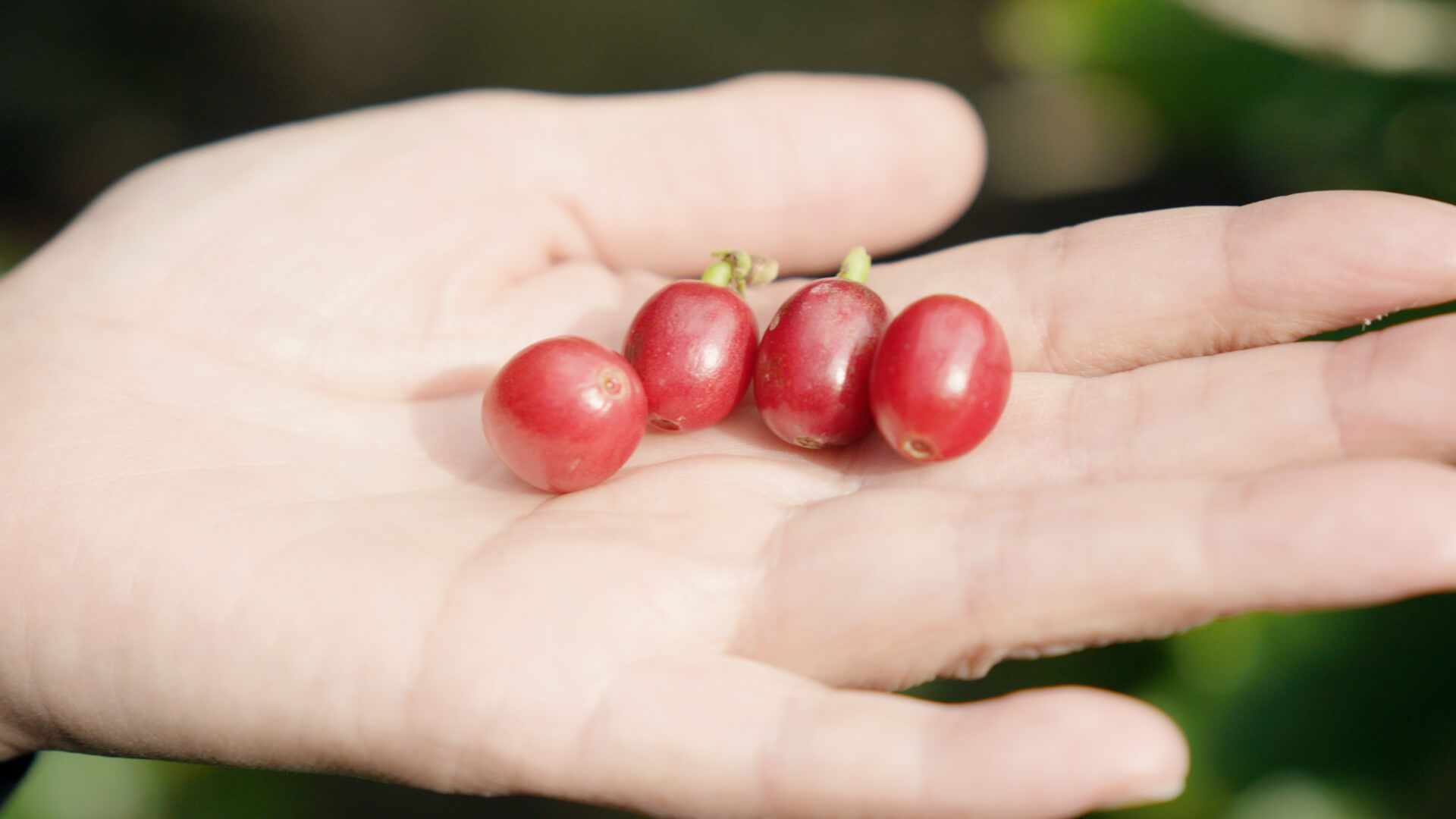 キャベツ畑の風景