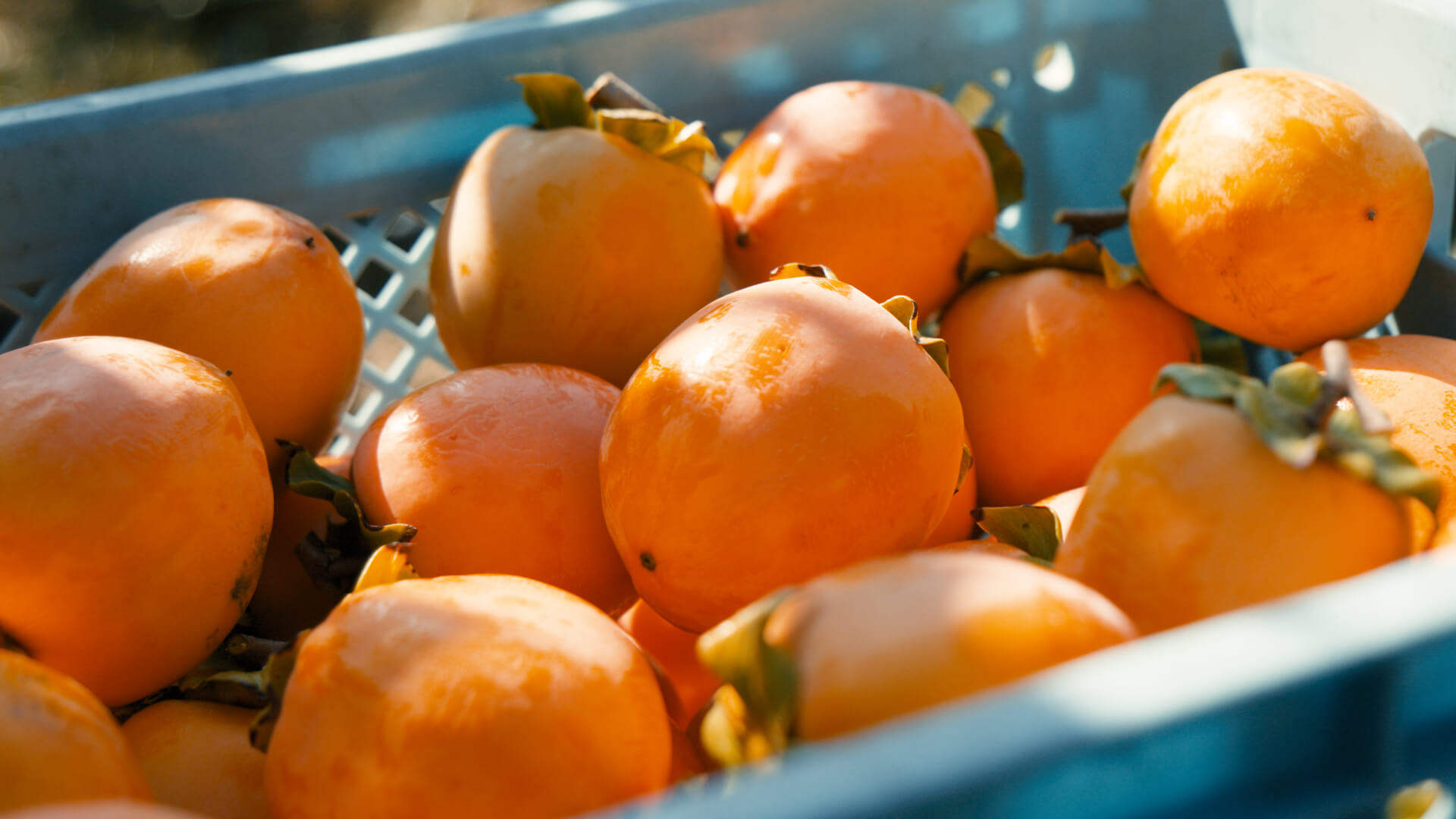 加工用タマネギの出荷作業