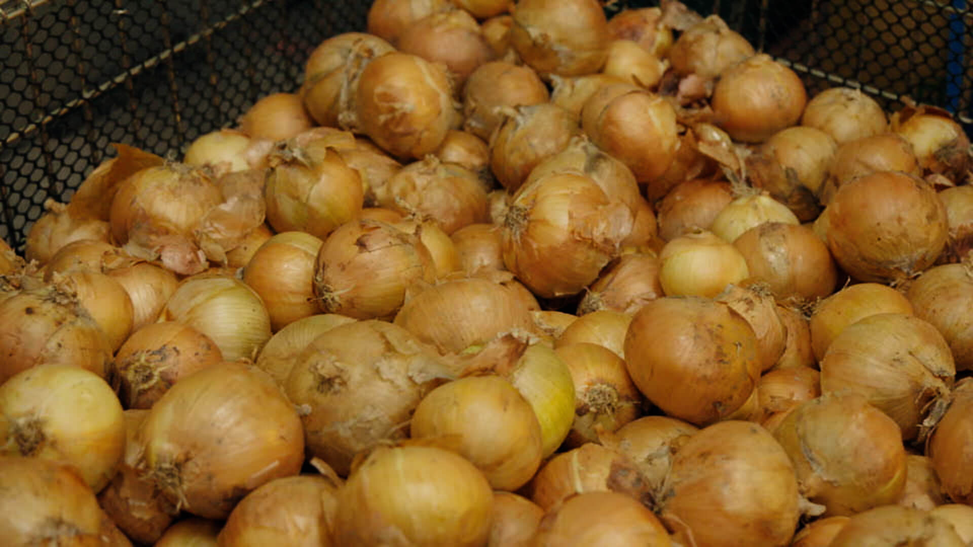 タマネギの収穫風景
