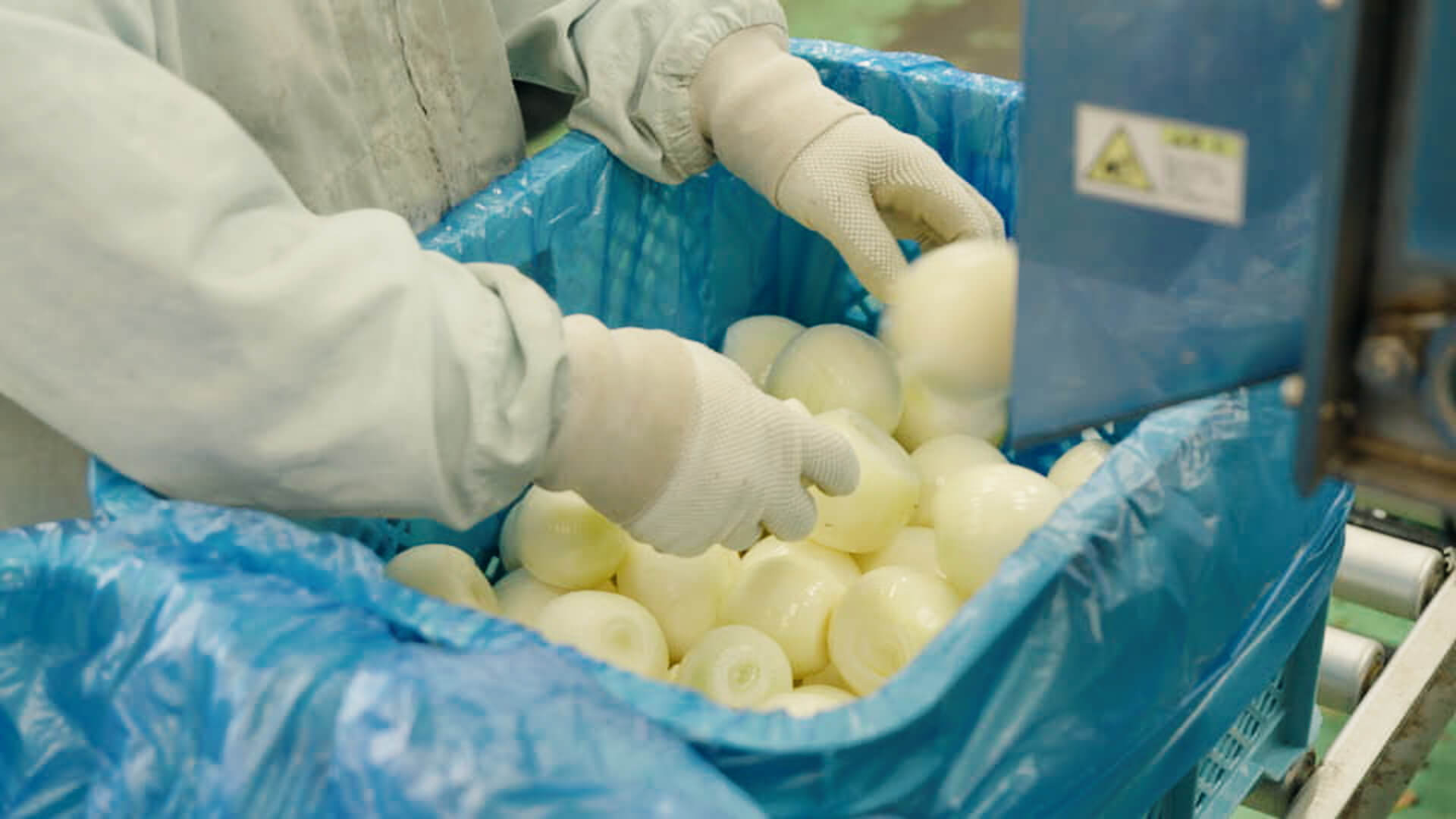 タマネギの選別作業の様子