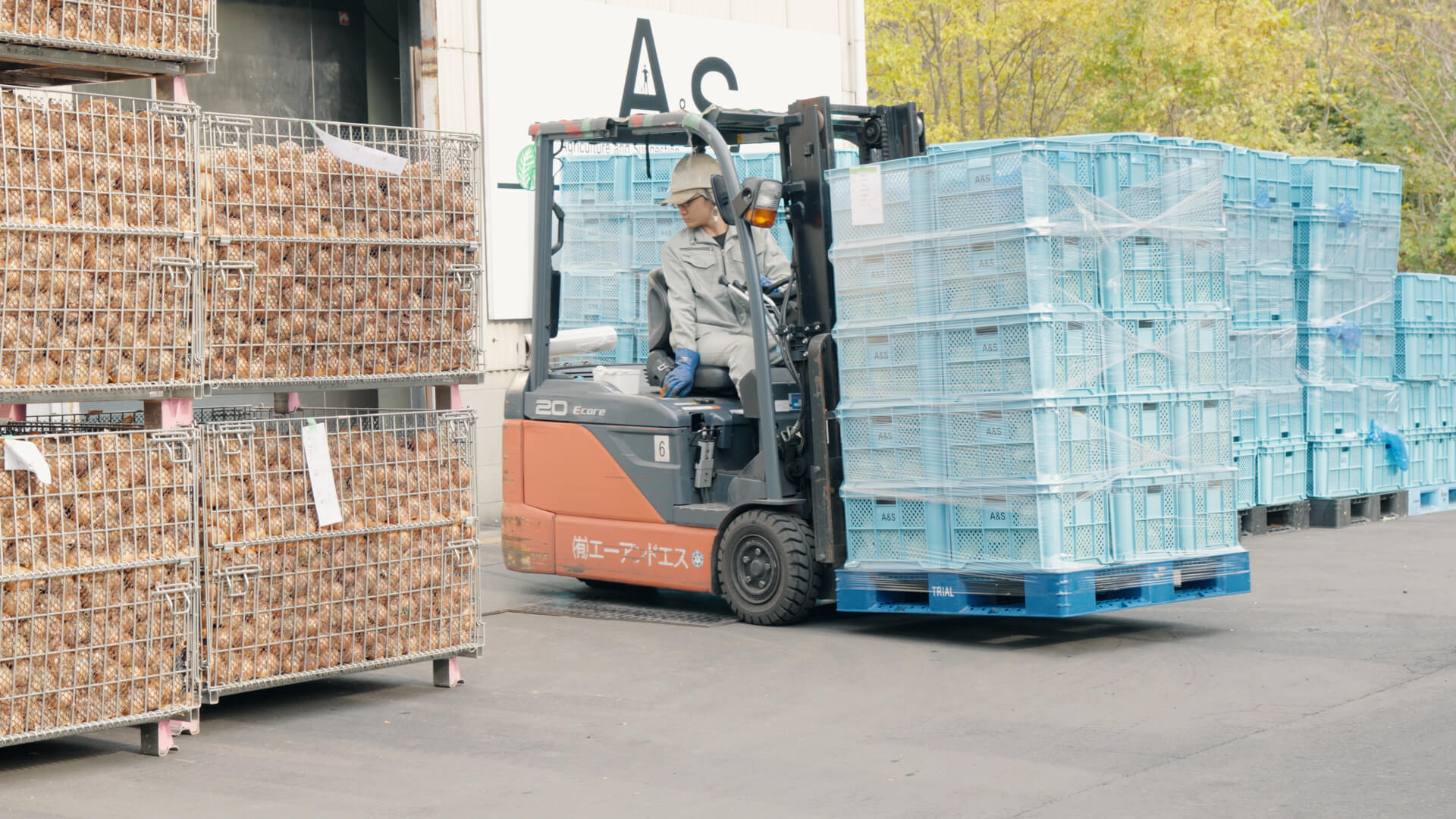 加工用タマネギの出荷作業