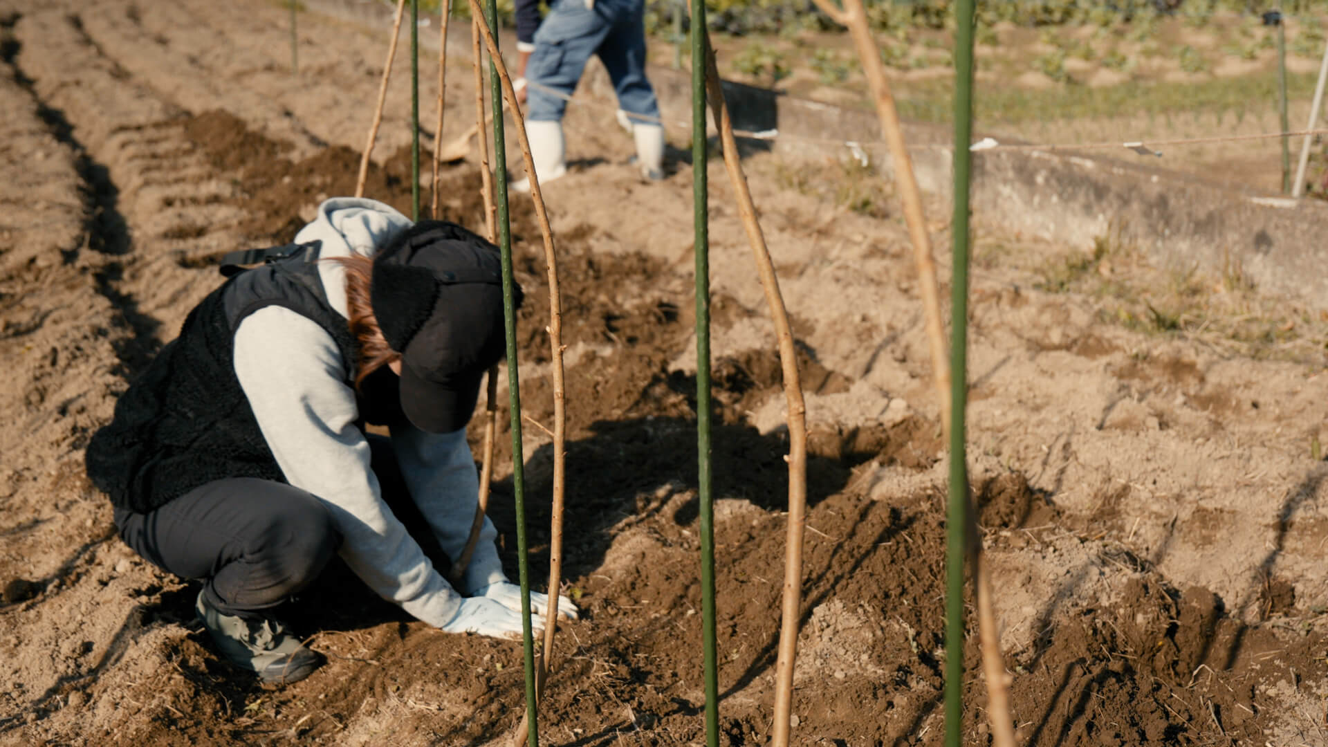 加工用タマネギの出荷作業