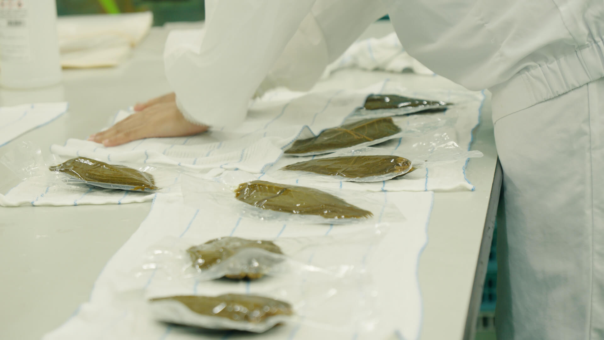 タマネギの収穫作業