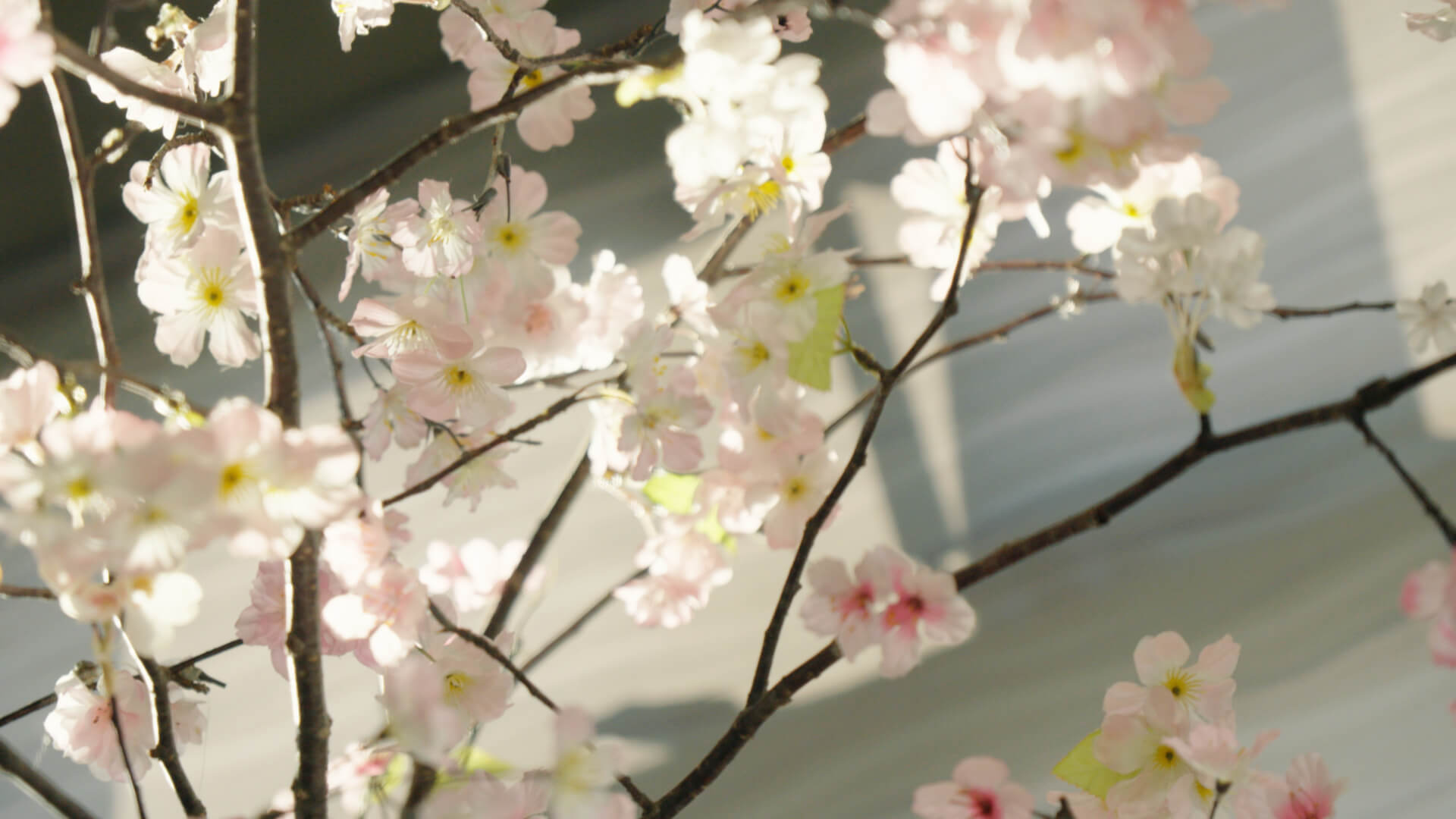 キャベツ畑の風景