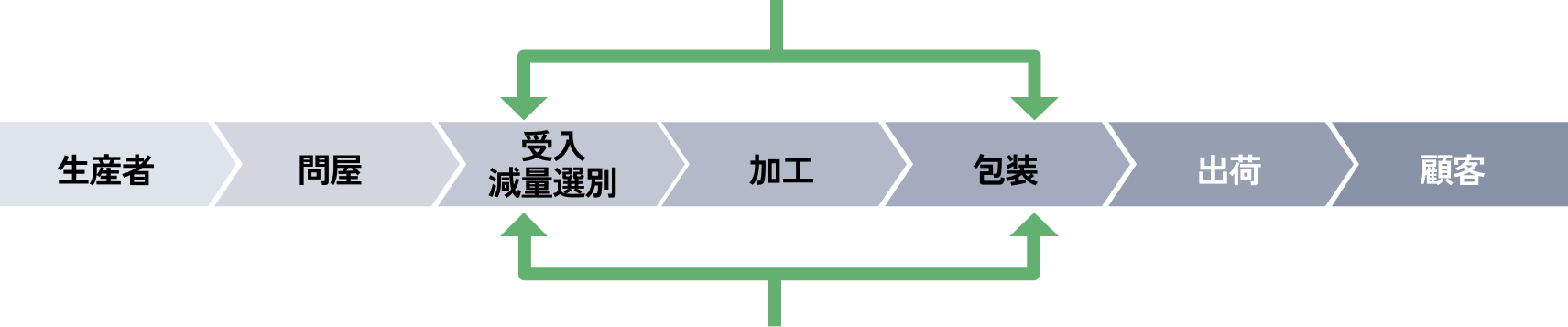 タマネギの収穫風景