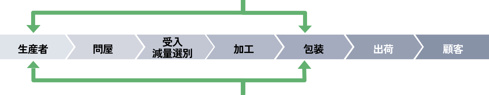 タマネギの収穫風景