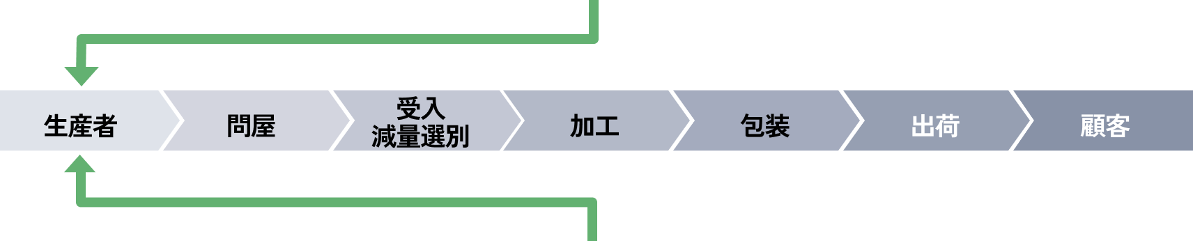 タマネギの収穫風景