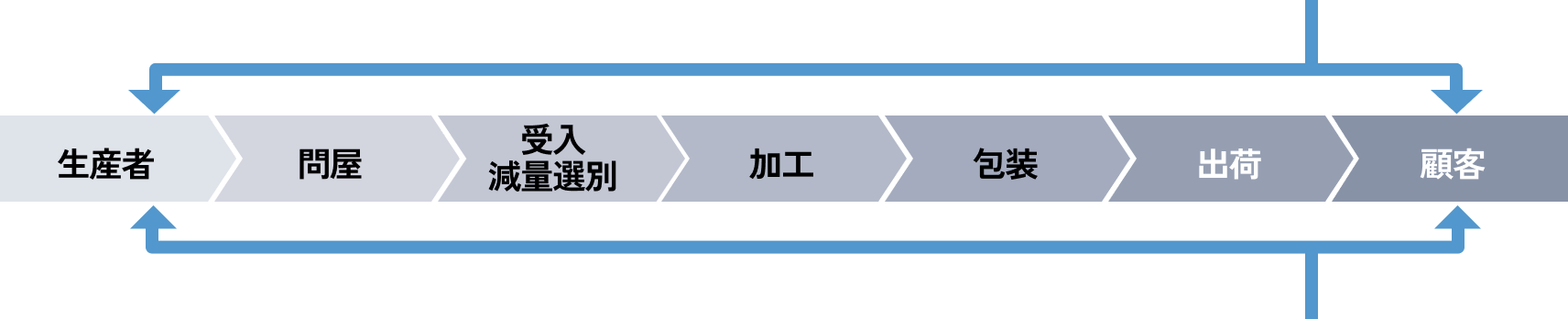 タマネギの収穫風景