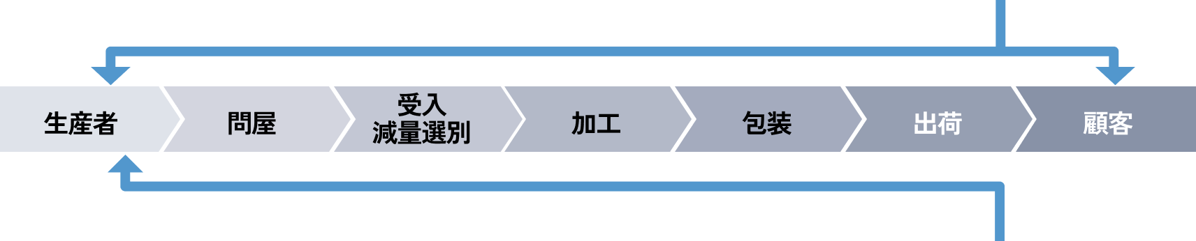 タマネギの収穫風景