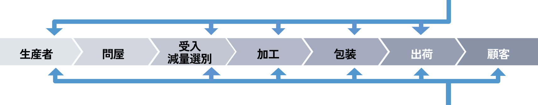 タマネギの収穫風景