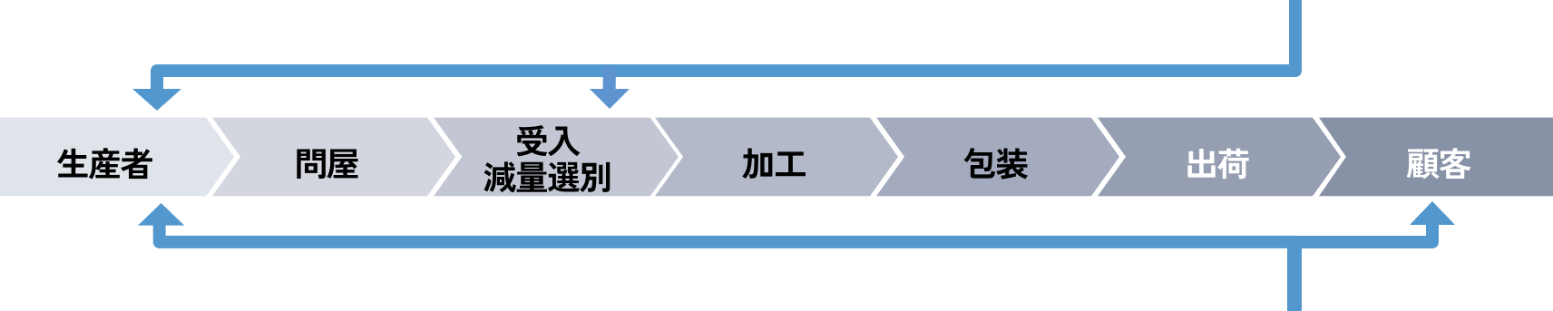 タマネギの収穫風景