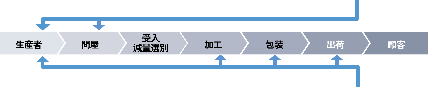 タマネギの収穫風景