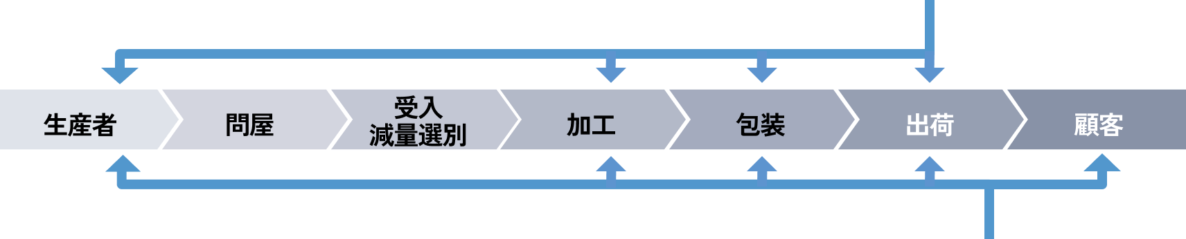 タマネギの収穫風景