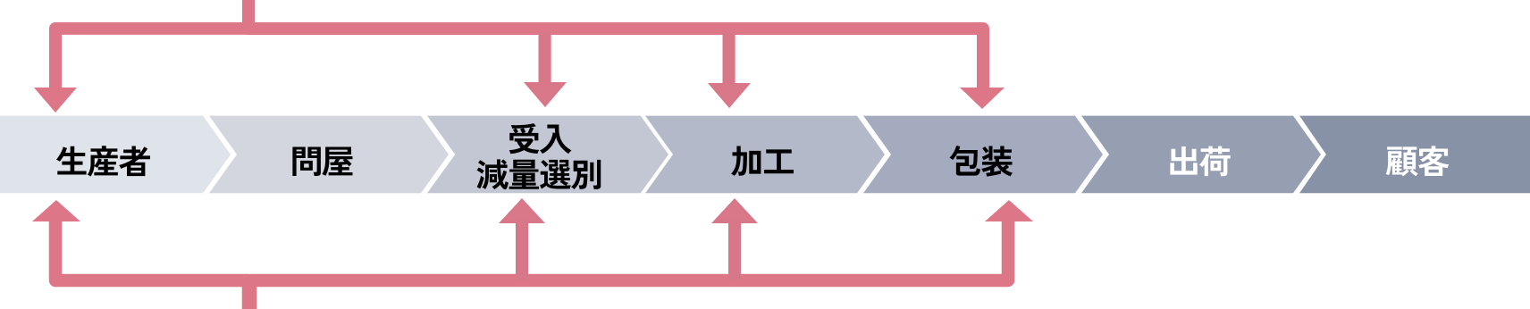 タマネギの収穫風景