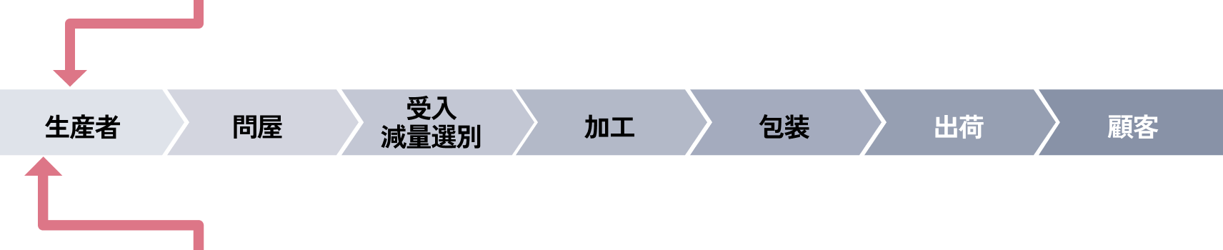 タマネギの収穫風景